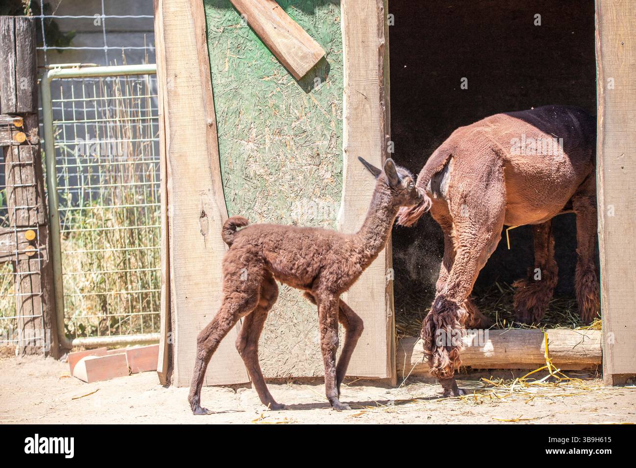 Ritratto di un bambino di alpaca marrone, Vicugna pacos, nello zoo. Occhi grandi, pellicce morbide, animali nello zoo di Siofok, lago Balaton Foto Stock Ritratto di un bambino di alpaca marrone, Vicugna pacos, nello zoo. Occhi grandi, pellicce morbide, animali nello zoo di Siofok, lago Balaton Foto Stock