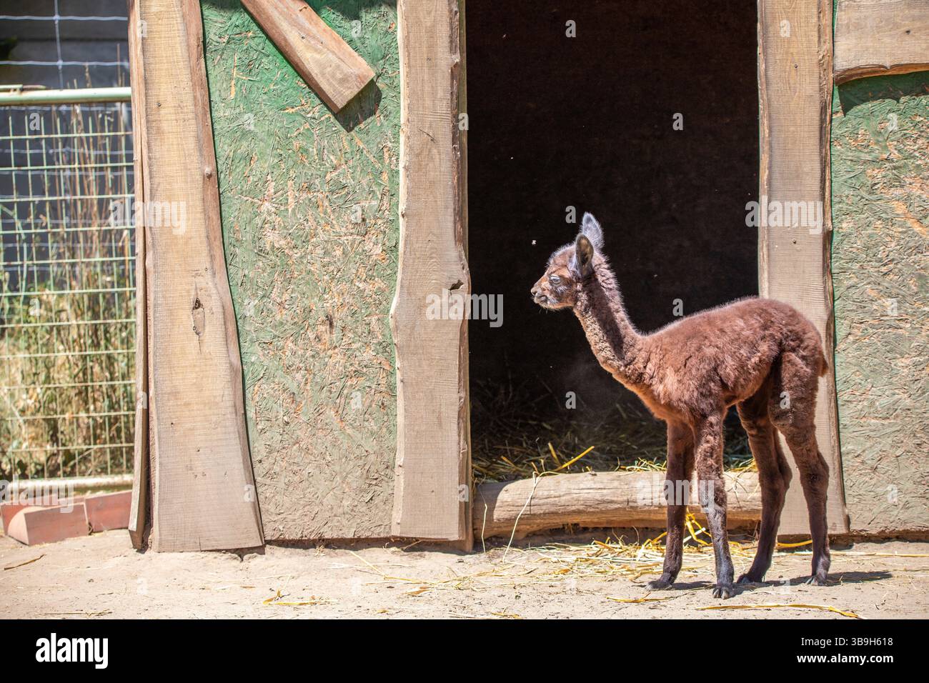 Ritratto di un bambino di alpaca marrone, Vicugna pacos, nello zoo. Occhi grandi, pellicce morbide, animali nello zoo di Siofok, lago Balaton Foto Stock Ritratto di un bambino di alpaca marrone, Vicugna pacos, nello zoo. Occhi grandi, pellicce morbide, animali nello zoo di Siofok, lago Balaton Foto Stock