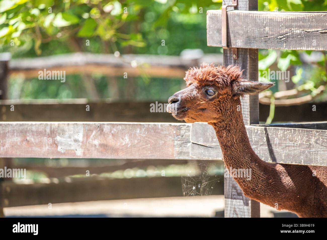 Ritratto di un bambino di alpaca marrone, Vicugna pacos, nello zoo. Occhi grandi, pellicce morbide, animali nello zoo di Siofok, lago Balaton Foto Stock Ritratto di un bambino di alpaca marrone, Vicugna pacos, nello zoo. Occhi grandi, pellicce morbide, animali nello zoo di Siofok, lago Balaton Foto Stock