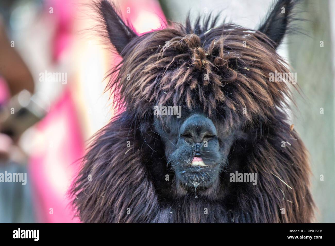 Ritratto di un alpaca (Vicugna pacos) allo zoo di Siofok, Ungheria Foto Stock Ritratto di un alpaca (Vicugna pacos) allo zoo di Siofok, Ungheria Foto Stock