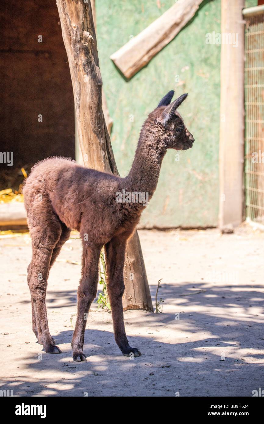 Ritratto di un bambino di alpaca marrone, Vicugna pacos, nello zoo. Occhi grandi, pellicce morbide, animali nello zoo di Siofok, lago Balaton Foto Stock Ritratto di un bambino di alpaca marrone, Vicugna pacos, nello zoo. Occhi grandi, pellicce morbide, animali nello zoo di Siofok, lago Balaton Foto Stock