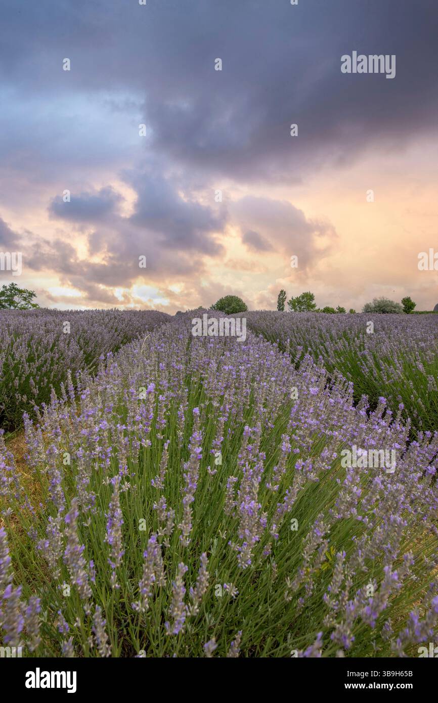 Splendida serata estiva in un campo di lavanda. Grandi cespugli di lavanda blu che fioriscono in un'area nabau. Foto del paesaggio al tramonto sul lago Balaton, Ungarn Foto Stock