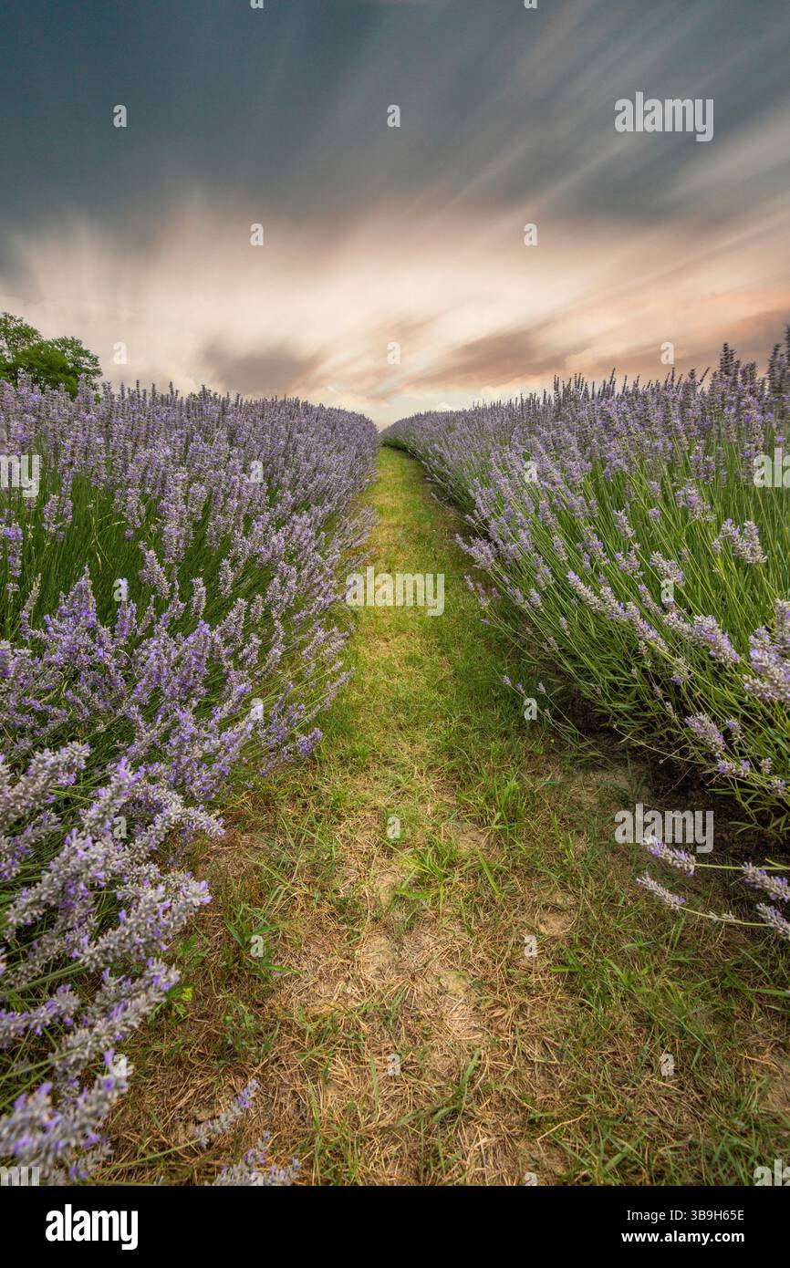 Splendida serata estiva in un campo di lavanda. Grandi cespugli di lavanda blu che fioriscono in un'area nabau. Foto del paesaggio al tramonto sul lago Balaton, Ungarn Foto Stock