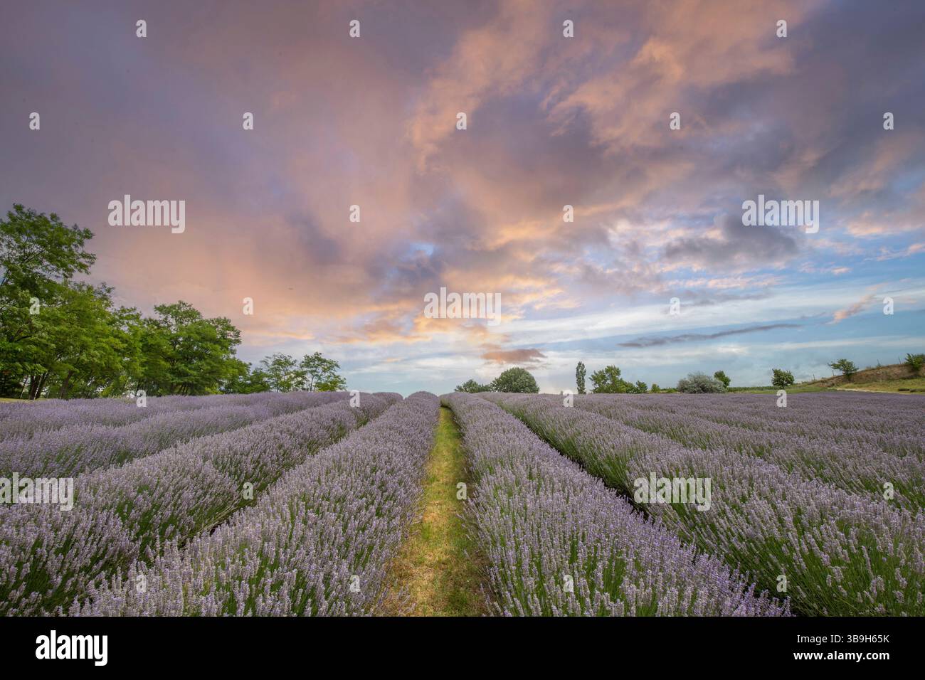 Splendida serata estiva in un campo di lavanda. Grandi cespugli di lavanda blu che fioriscono in un'area nabau. Foto del paesaggio al tramonto sul lago Balaton, Ungarn Foto Stock