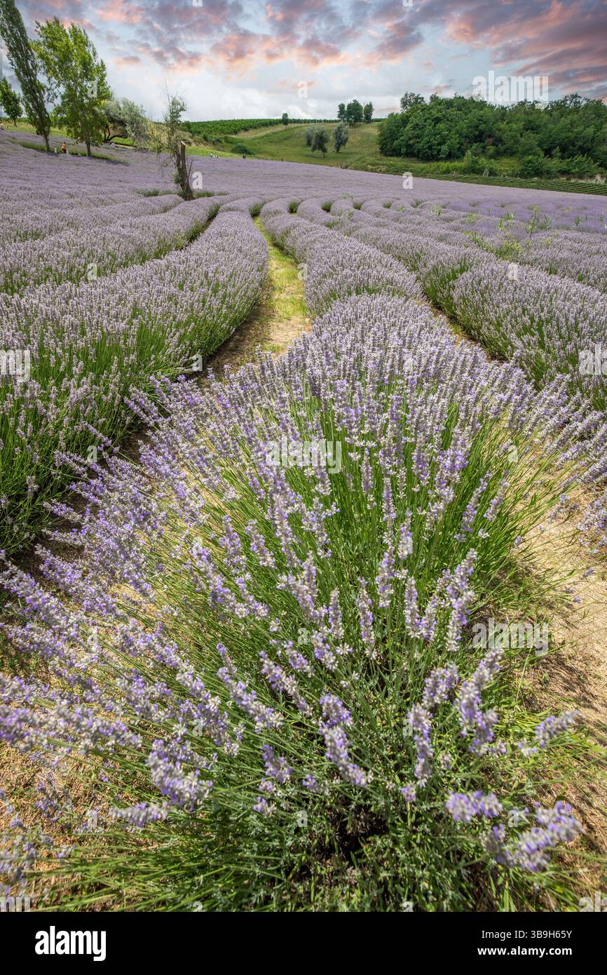 Splendida serata estiva in un campo di lavanda. Grandi cespugli di lavanda blu che fioriscono in un'area nabau. Foto del paesaggio al tramonto sul lago Balaton, Ungarn Foto Stock