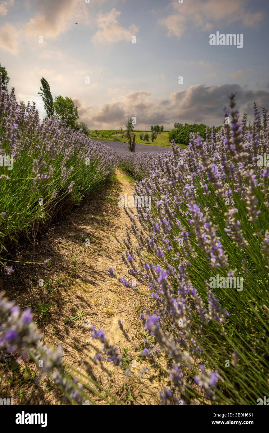 Splendida serata estiva in un campo di lavanda. Grandi cespugli di lavanda blu che fioriscono in un'area nabau. Foto del paesaggio al tramonto sul lago Balaton, Ungarn Foto Stock