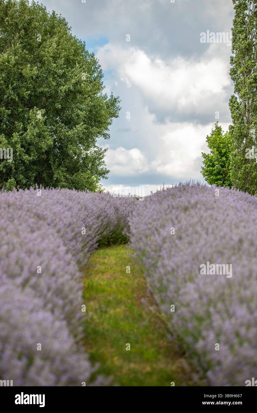 Splendida serata estiva in un campo di lavanda. Grandi cespugli di lavanda blu che fioriscono in un'area di coltivazione. Paesaggio girato sotto un cielo nuvoloso al lago Balaton, Ungheria Foto Stock