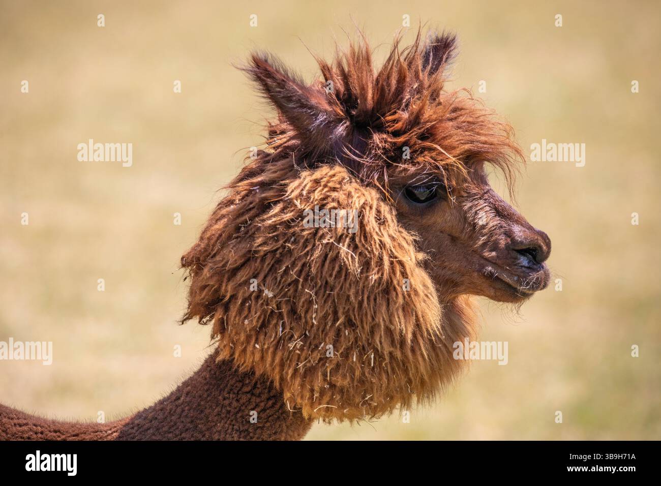Alpaca in uno zoo di Siofok, Ungheria Foto Stock Alpaca in uno zoo di Siofok, Ungheria Foto Stock
