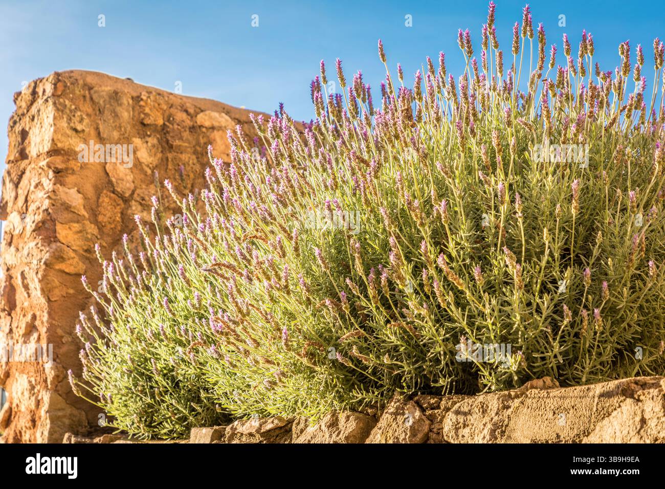 Cespuglio di lavanda in fiore nella città vecchia di Bunyola, Maiorca, Isole Baleari, Spagna Foto Stock