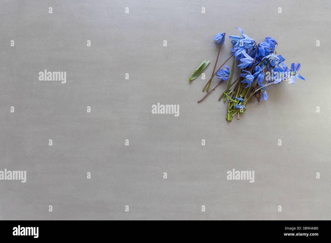 Un piccolo bouquet di fiori appena raccolti con un gambo a stella blu su una superficie grigio chiaro Foto Stock