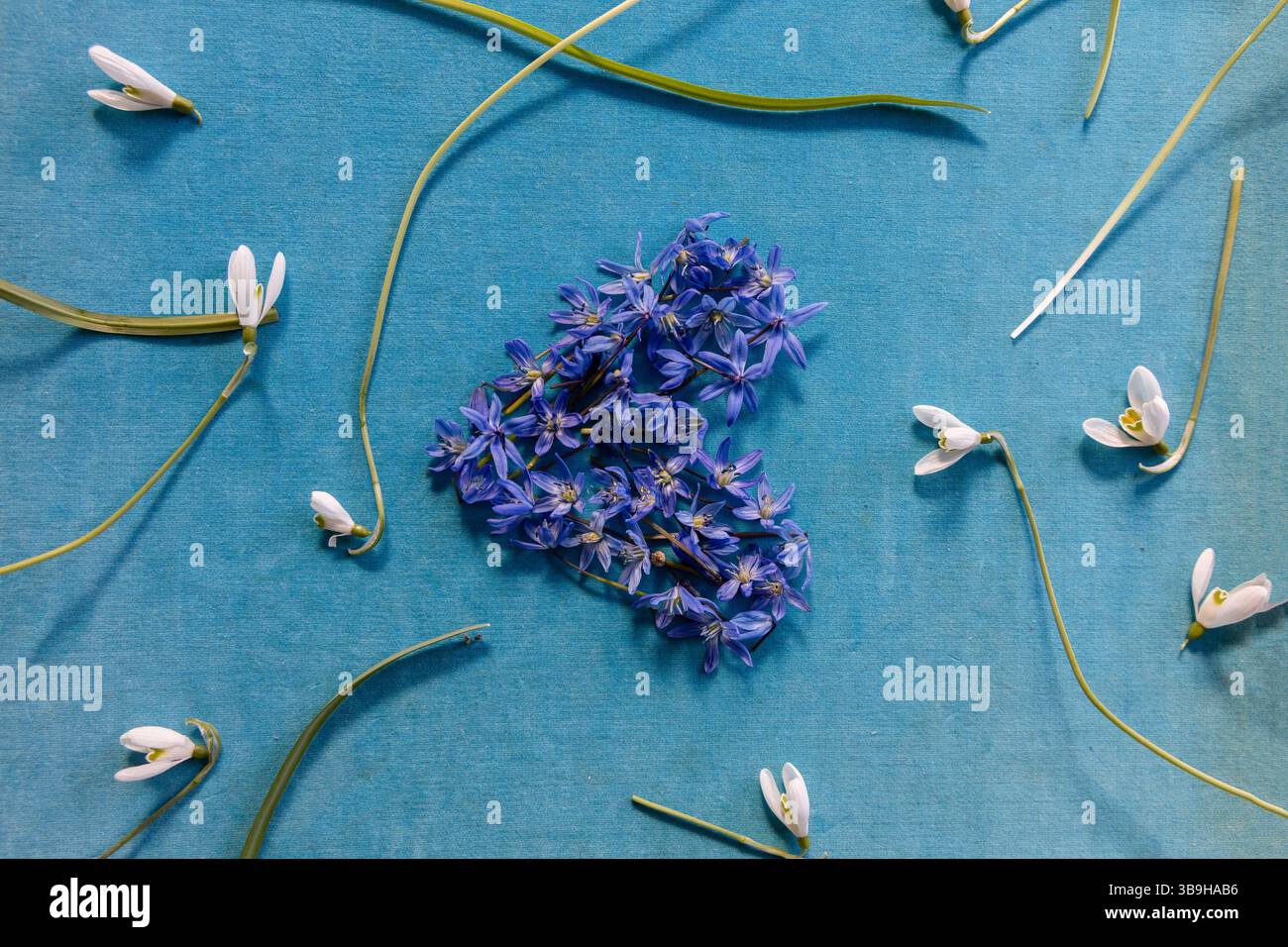 Una disposizione floreale a forma di cuore realizzata in piccoli blu blu blu su sfondo turchese come decorazione naturale sul tema dell'amore Foto Stock
