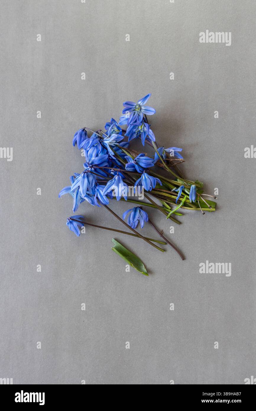 Un piccolo bouquet di fiori appena raccolti con un gambo a stella blu su una superficie grigio chiaro Foto Stock