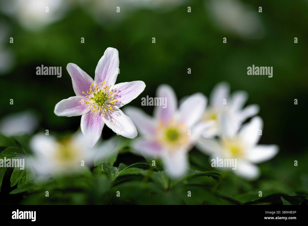 Anemone di legno rosa Foto Stock