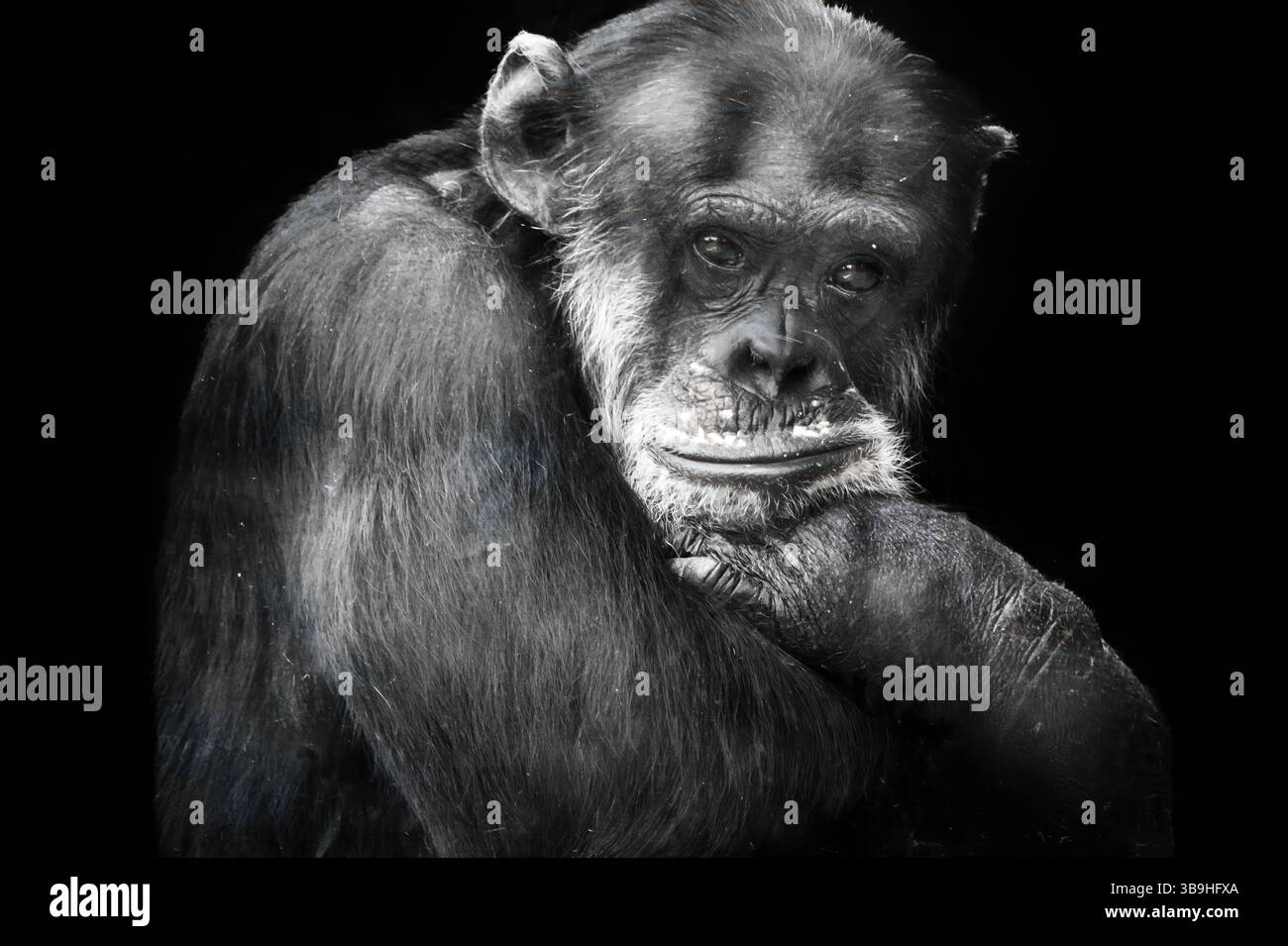 Una scimmia triste in bianco e nero dietro una finestra Foto Stock