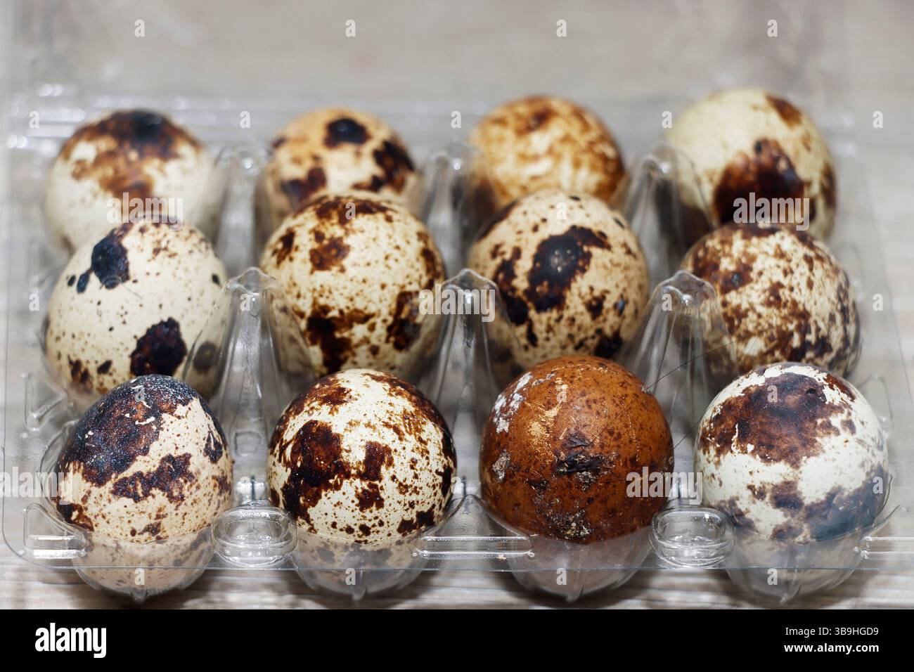 Immagine ravvicinata ad alta risoluzione di dodici uova di quaglia fresche disposte in un cartone di plastica trasparente. Le uova presentano un motivo marrone e nero con macchie naturali Foto Stock