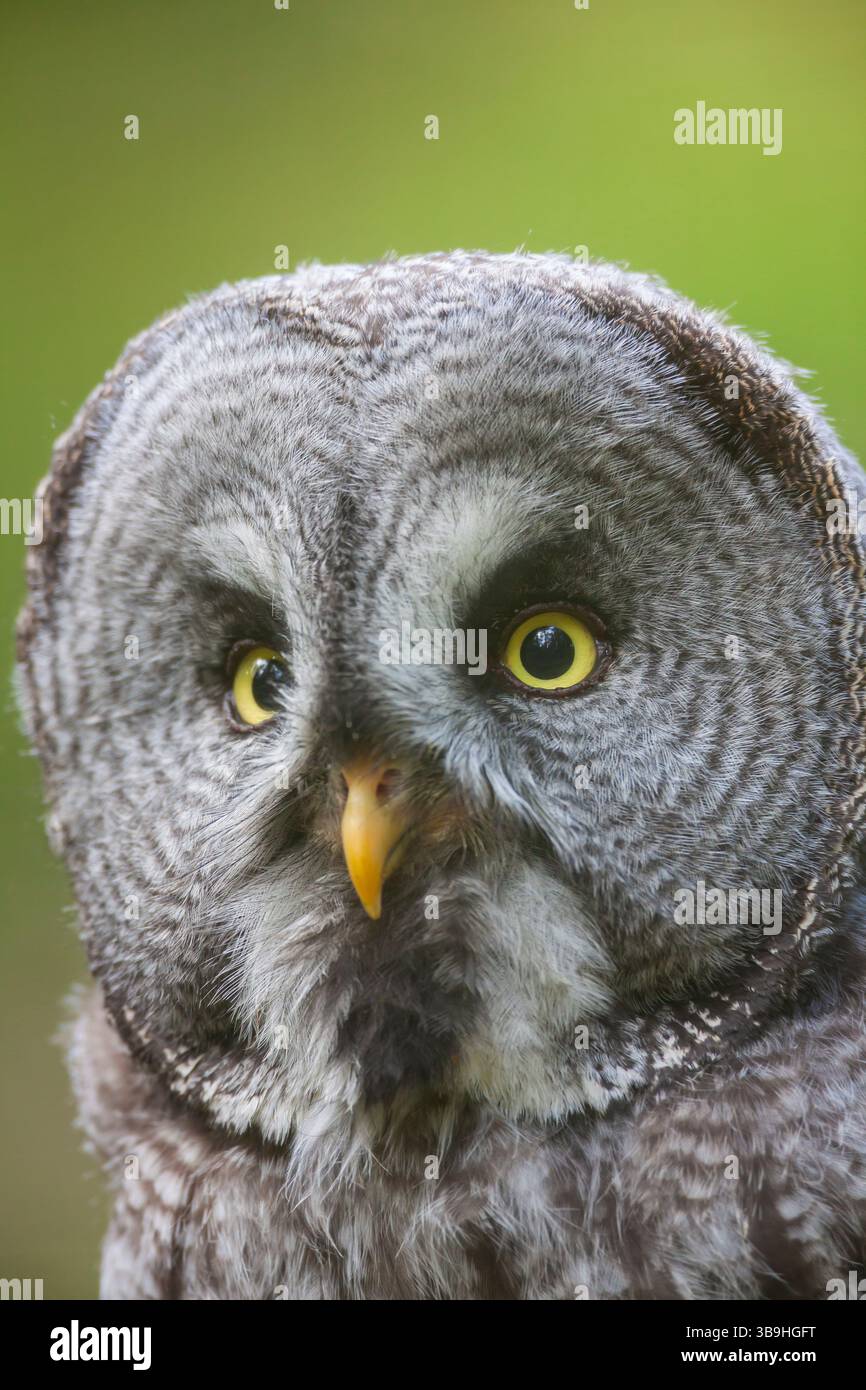 Grande Gufo Grigio, Strix nebulosa, ritratto, uccello adulto, Dalarna, Svezia Foto Stock
