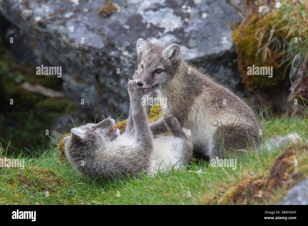 Volpe artica, Alopex lagopus, giocare alle volpi giovani, estate, Svalbard, Norvegia Foto Stock