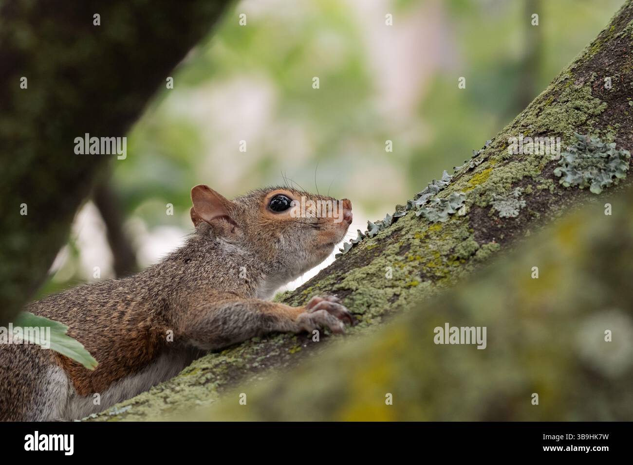 Eastern Grey Squirrel (Sciurus carolinensis), Tyson's Corner, Virginia, USA Foto Stock