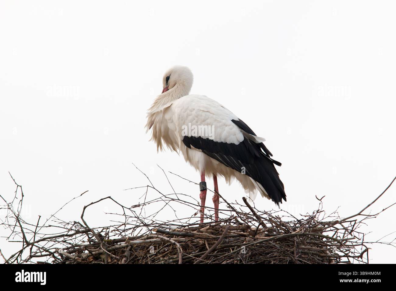 Una cicogna sta su un nido Foto Stock