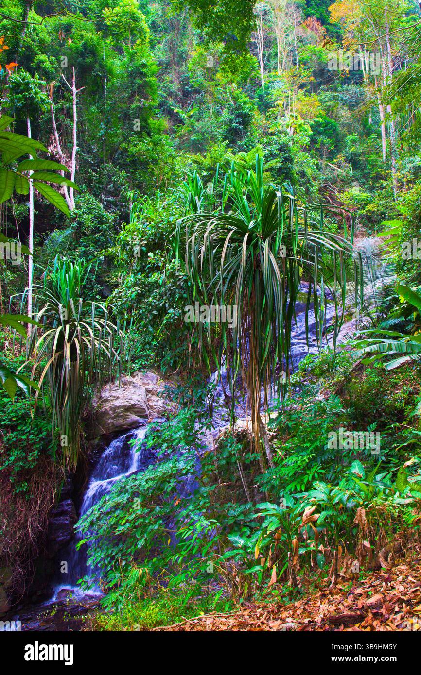 Malaysia, Langkawi, Durian Perangin cascate, giungla, foresta, Foto Stock Malaysia, Langkawi, Durian Perangin cascate, giungla, foresta, Foto Stock