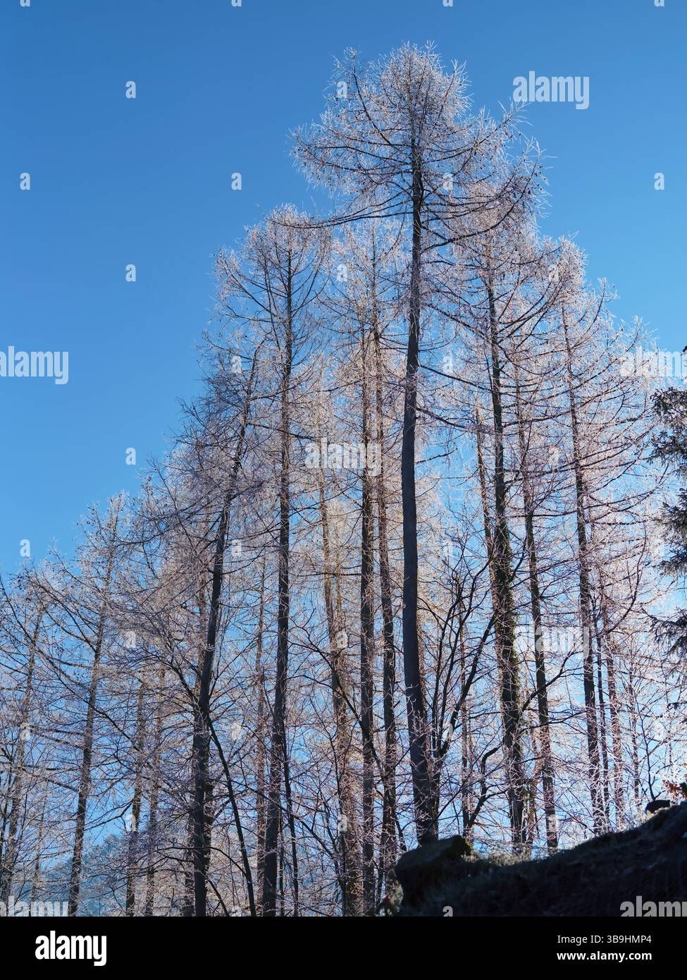 Alberi ricoperti di gelo si ergono alti contro un cielo azzurro limpido in un tranquillo paesaggio invernale Foto Stock
