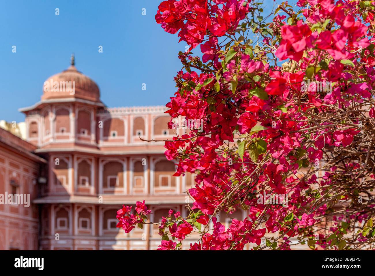 Bougainvillea, City Palace, Jaipur, India Foto Stock