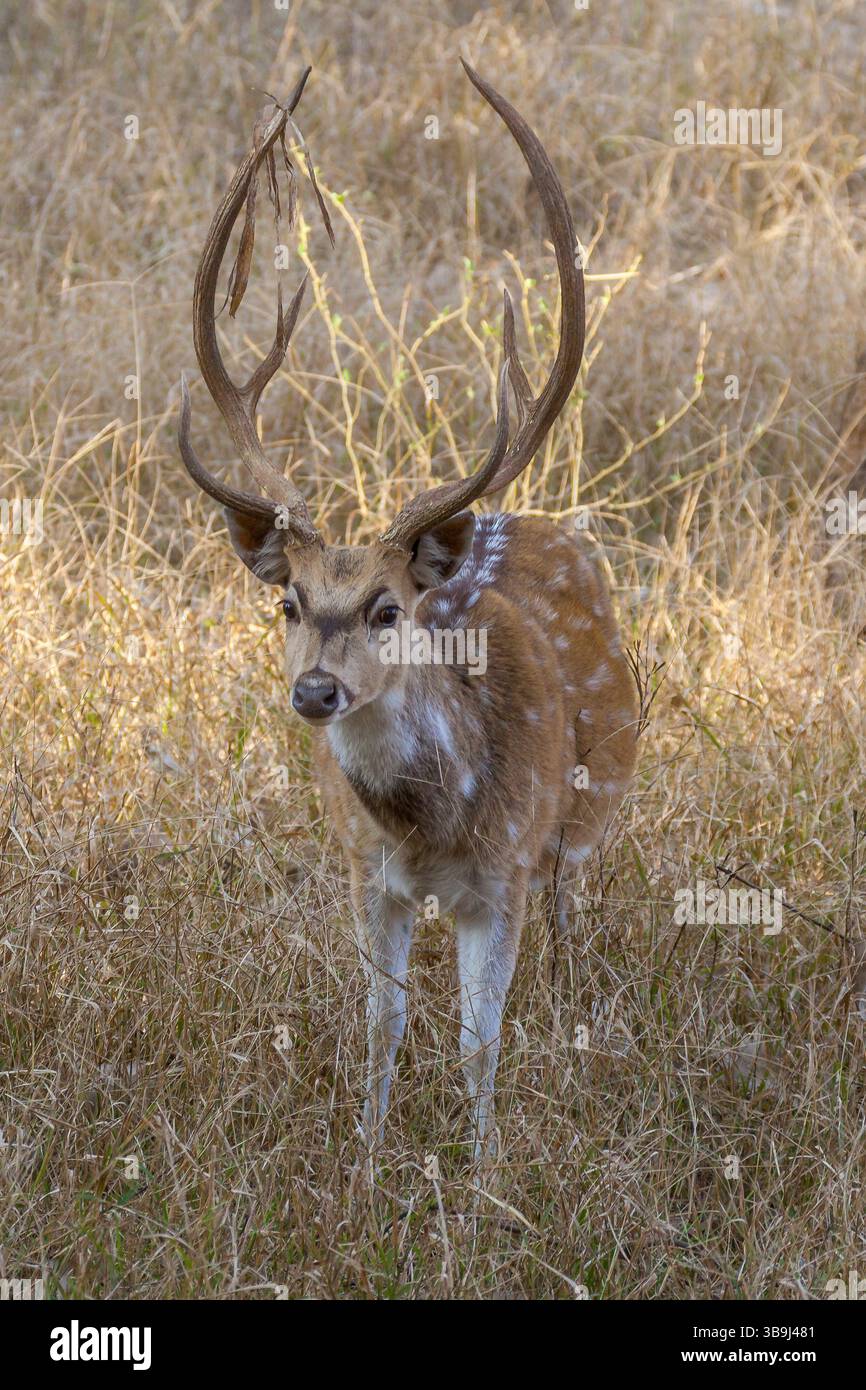 Chital maschile, noto anche come cervo dell'asse o cervo maculato, nel Parco Nazionale di Ranthambore, Rajasthan, India Foto Stock