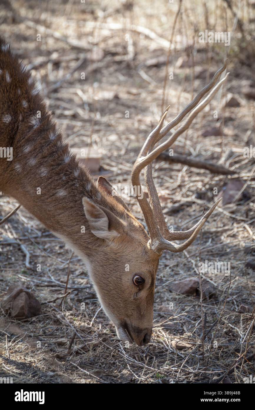 Chital maschile, noto anche come cervo dell'asse o cervo maculato, nel Parco Nazionale di Ranthambore, Rajasthan, India Foto Stock