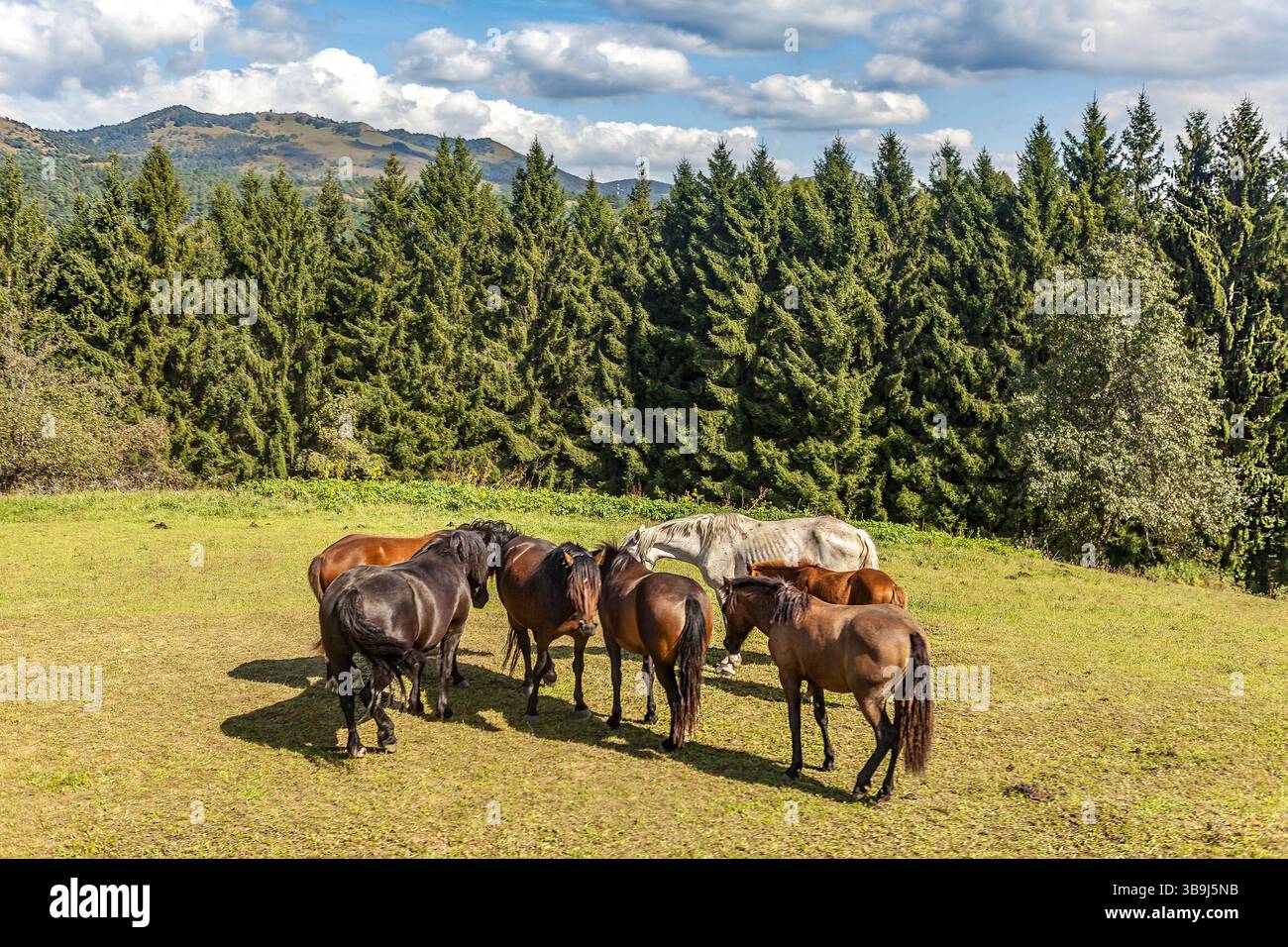 Mandria di cavalli a Postumia, Slovenia Foto Stock