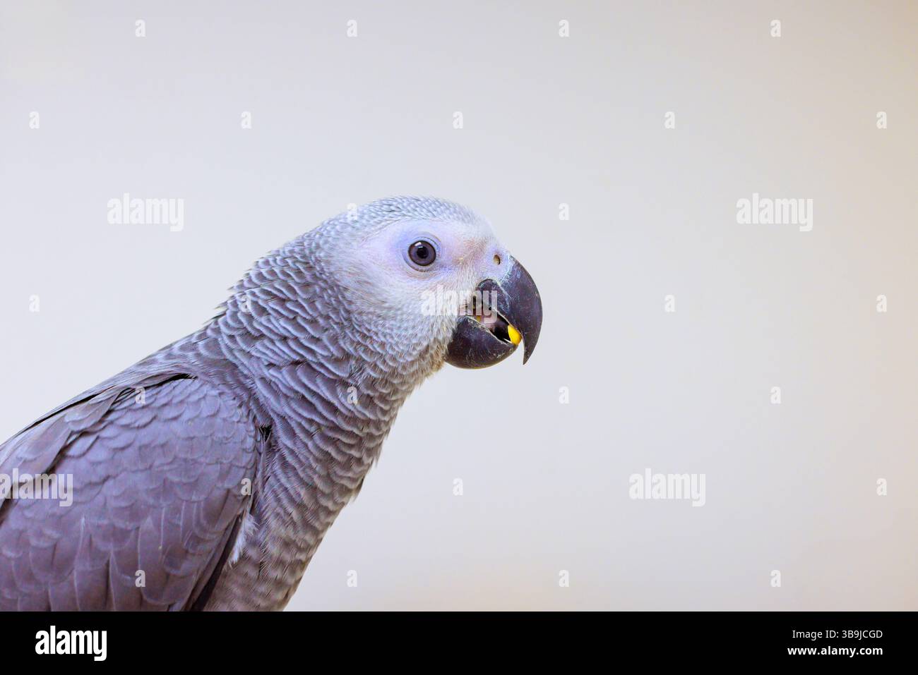 Il pappagallo grigio è arroccato, mangiando con il becco aperto in un ambiente interno ben illuminato. Foto Stock