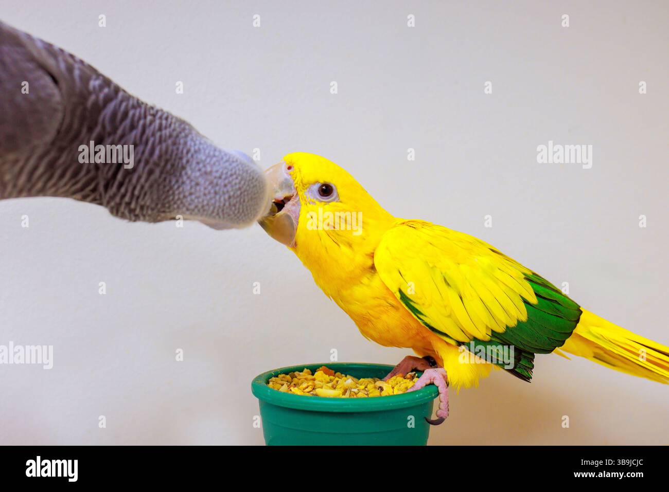 Due pappagalli gialli colorati e grigi condividono il momento mangiando da una piccola ciotola verde, mostrando amicizia curiosità. Foto Stock
