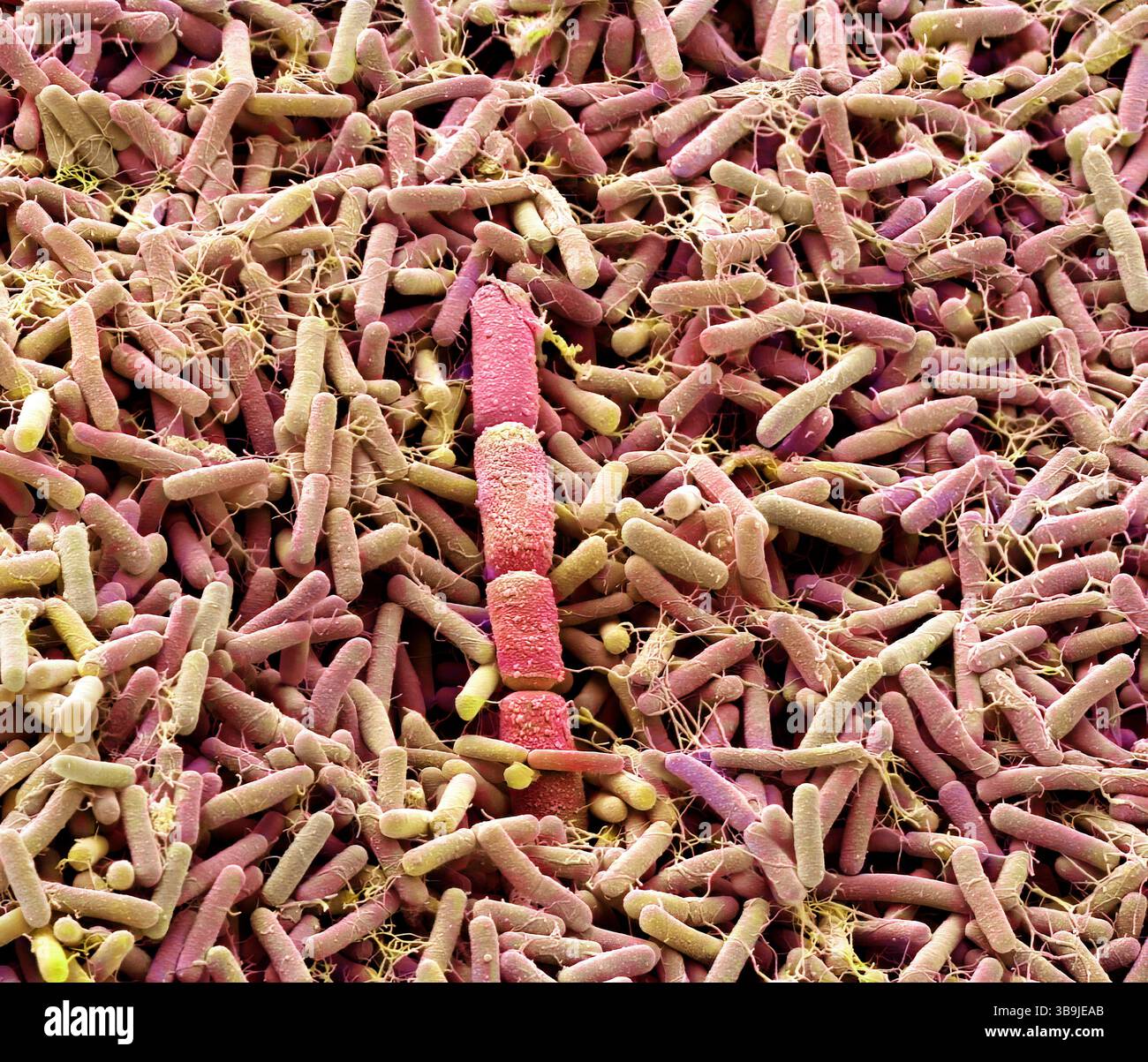 Batteri compost, SEM Foto Stock