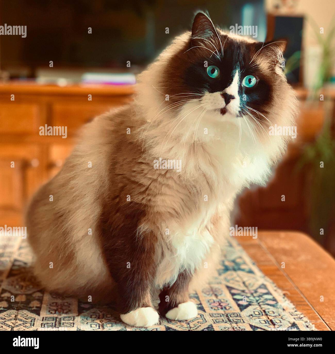 Un curioso gatto di ragdoll con gli occhi blu e il cioccolato, seduto su un tavolo e sbirciando nella fotocamera Foto Stock