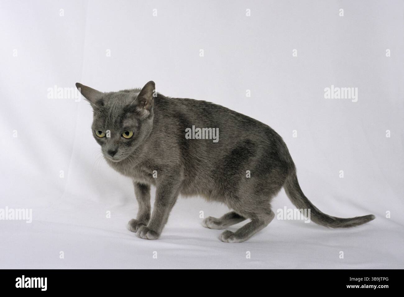 gatto, gatto korat Foto Stock