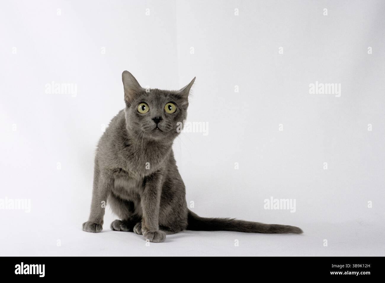 gatto, gatto korat Foto Stock
