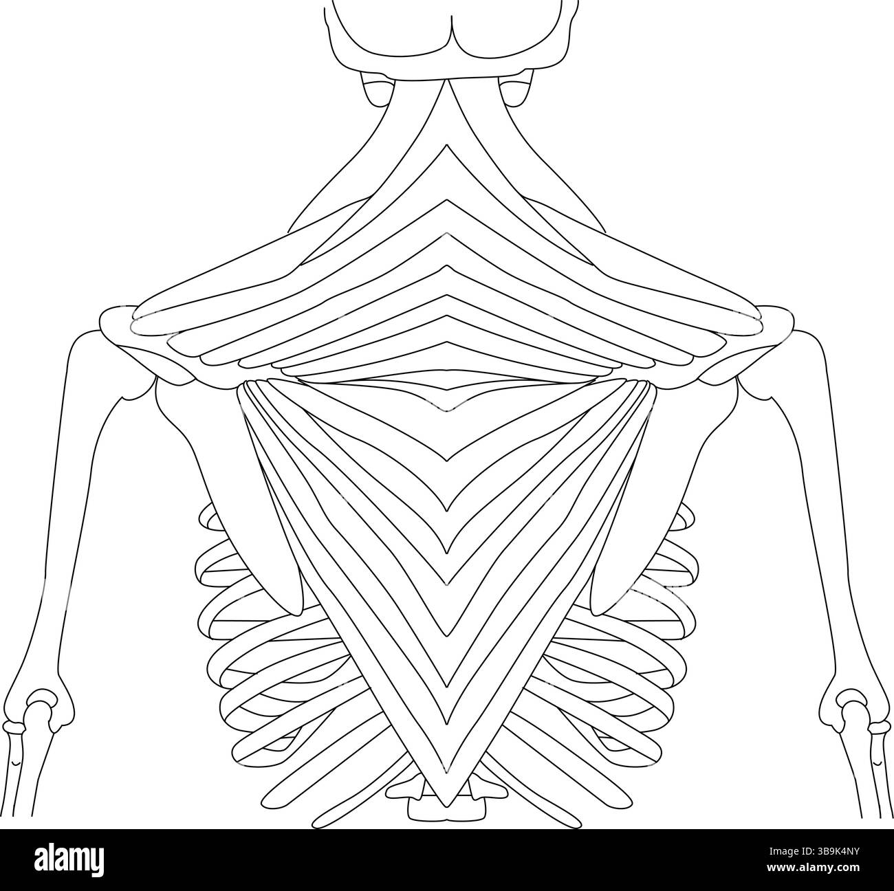 Disegno dettagliato della linea che illustra i muscoli e la struttura scheletrica della parte superiore della schiena umana, comprese le spalle, la gabbia toracica e la colonna vertebrale. Adatto Illustrazione Vettoriale