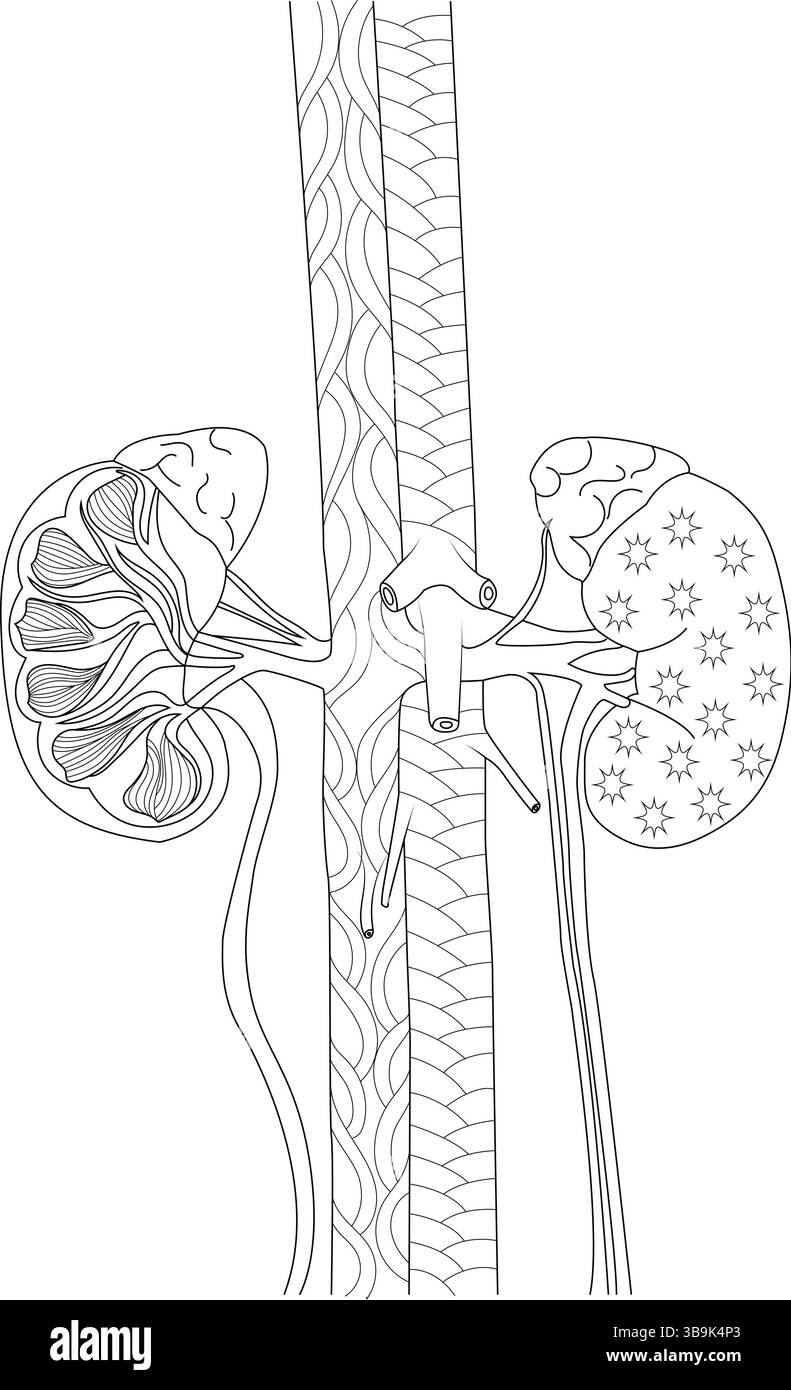 Disegno dettagliato delle linee in bianco e nero che illustra l'anatomia dei reni umani, delle arterie renali, delle vene e degli ureteri, collegati all'aorta e all'interno Illustrazione Vettoriale