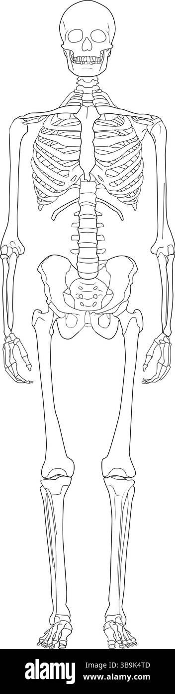 Semplice illustrazione in bianco e nero di uno scheletro umano completo in posizione anatomica. Illustrazione Vettoriale