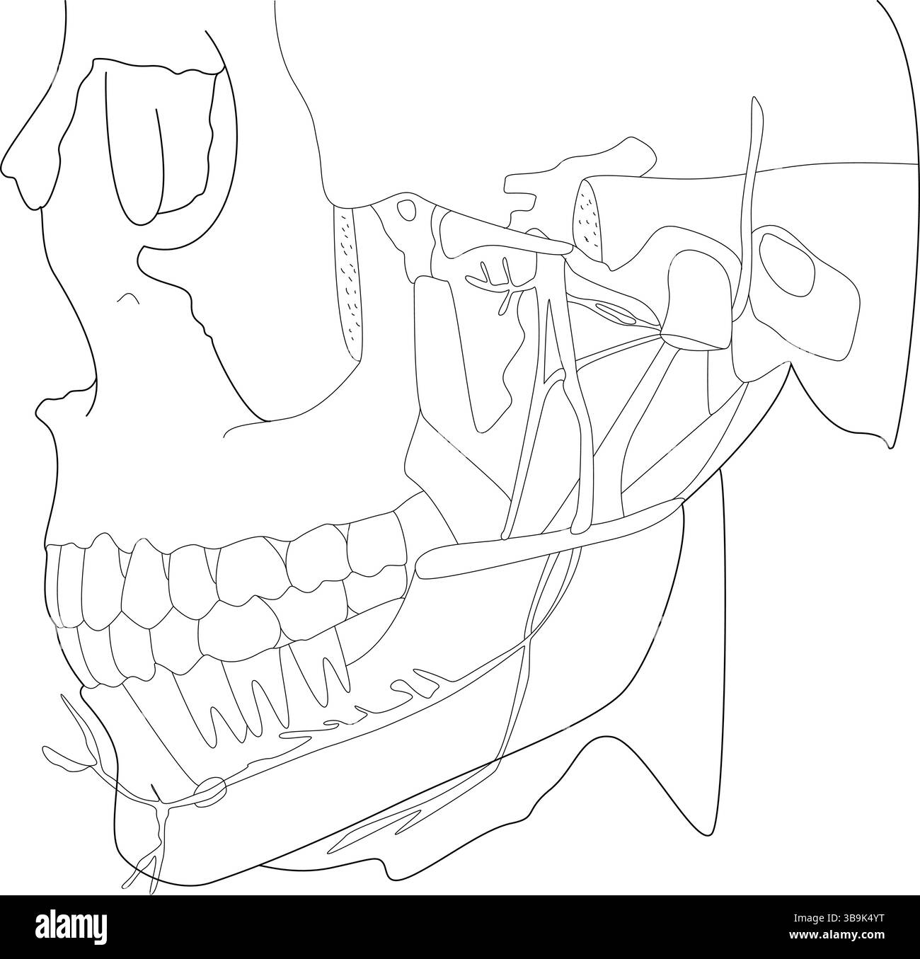 Illustrazione a linee semplificate che raffigura l'anatomia complessa della mandibola umana, dei denti, del cranio e dei nervi o dei vasi sanguigni associati. Adatto per medi Illustrazione Vettoriale