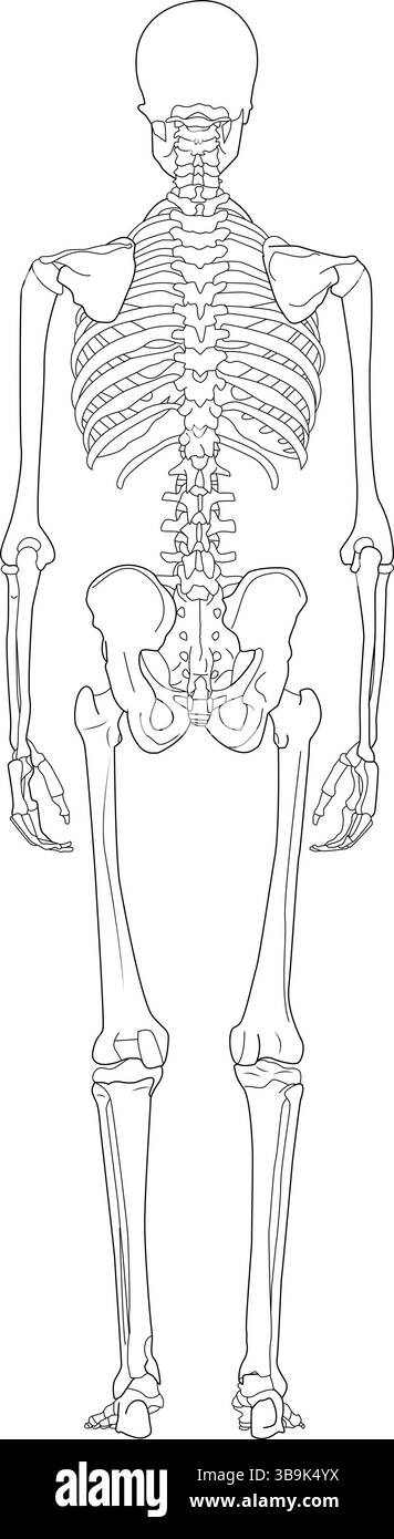 Illustrazione dettagliata del disegno a linee del sistema scheletrico umano dalla vista posteriore (posteriore). Le caratteristiche includono il cranio, la colonna vertebrale, la gabbia toracica, la p Illustrazione Vettoriale