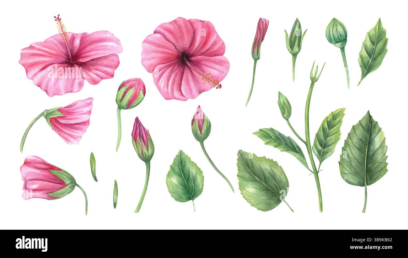 Set di acquerelli con sfondo isolato in ibisco rosa. Fioriere, boccioli, steli e foglie dipinti a mano, clip art. Per matrimoni tropicali Foto Stock