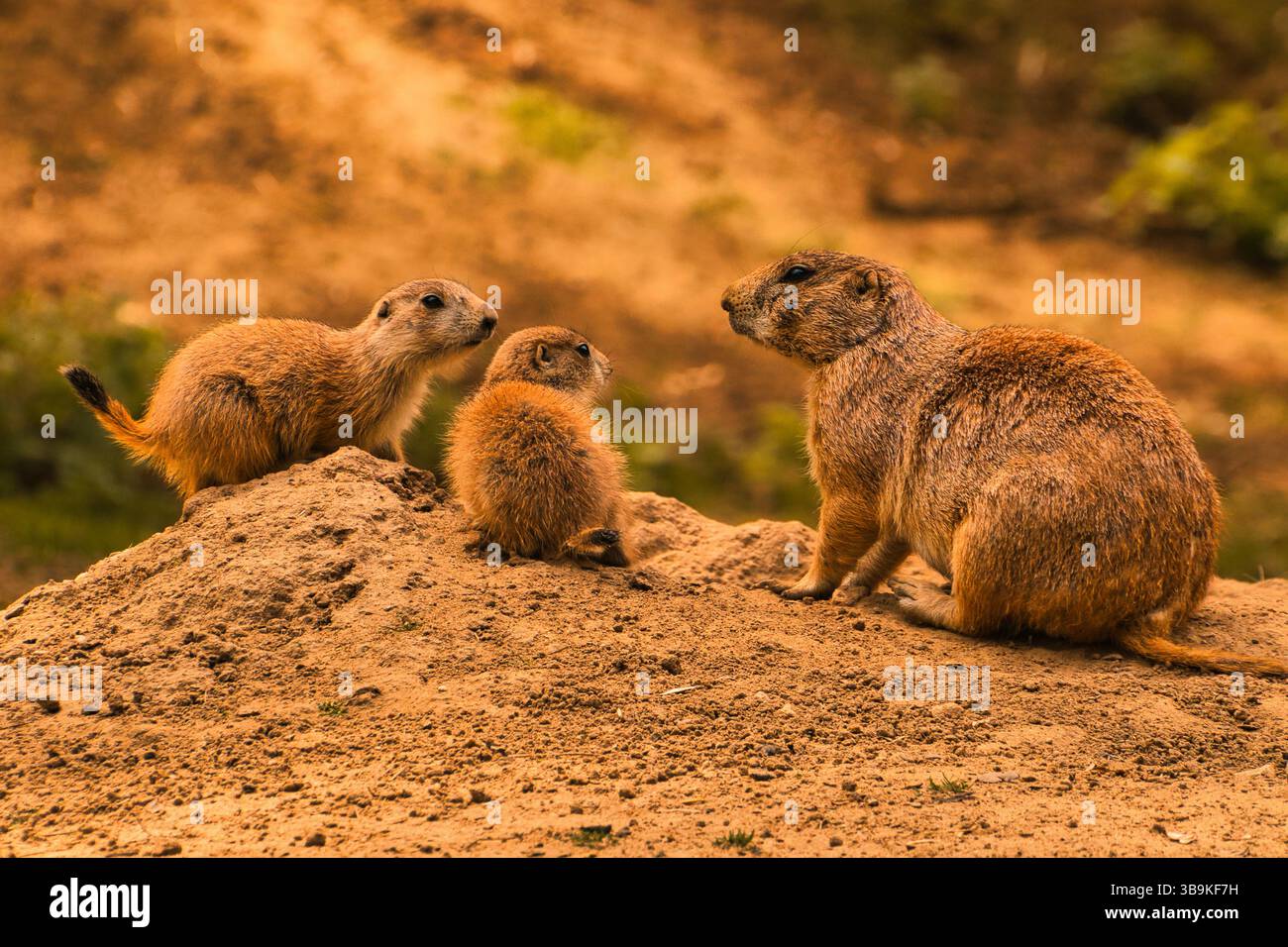 cane prateria a terra Foto Stock