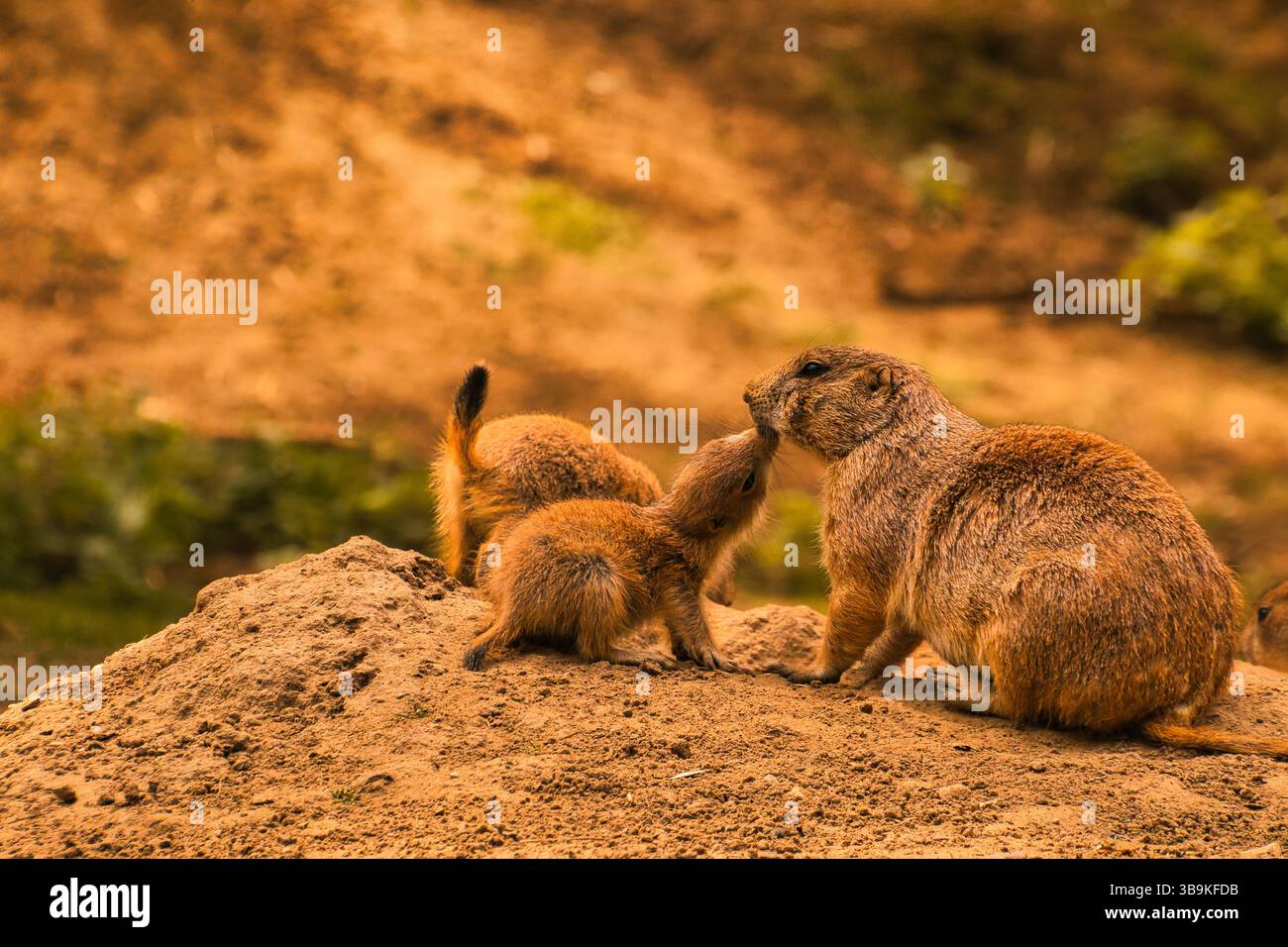 cane prateria a terra Foto Stock