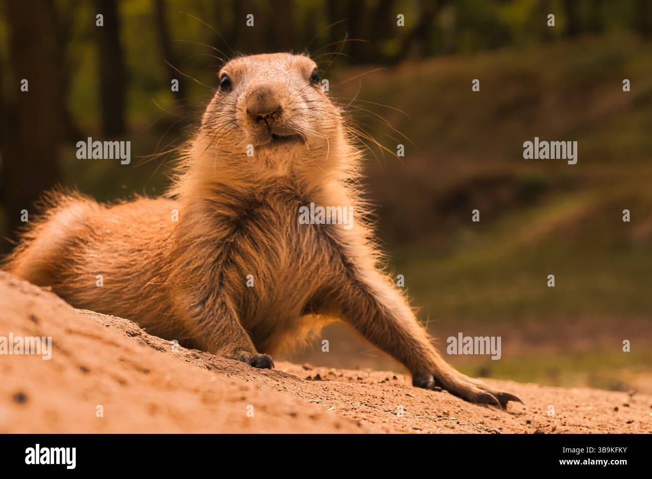 cane prateria a terra Foto Stock
