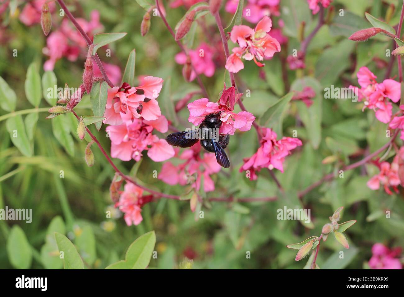 Primo piano di un falegname viola su fiori rosa, che mostra ali iridescenti e attività di impollinazione nella natura primaverile. Foto Stock