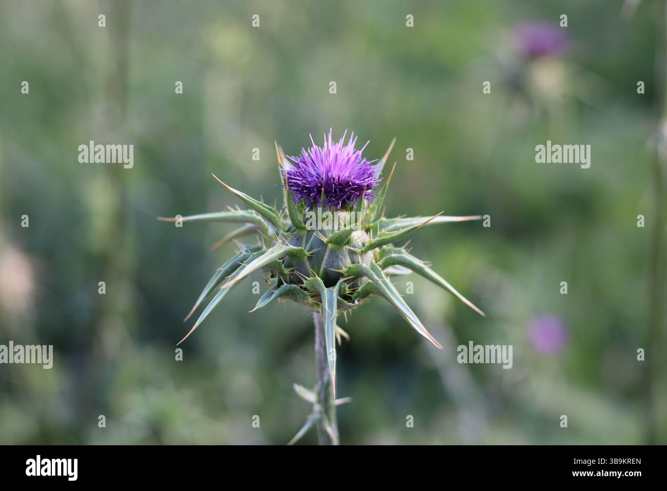 Primo piano di un cardo di latte in fiore (Silybum marianum) con petali viola e spine verdi affilate su un morbido sfondo sfocato. Foto Stock