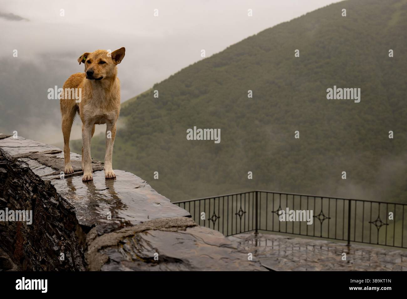 Un cane solitario su un muro di pietra bagnato si affaccia sulle montagne boscose e nebbiose, catturando un momento sereno di solitudine e bellezza naturale. Foto Stock