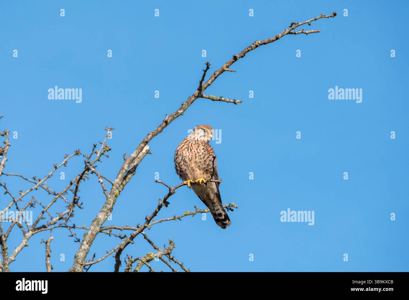 Un giovane gheppio in un albero a Bushy Park, Londra, Regno Unito. Foto Stock