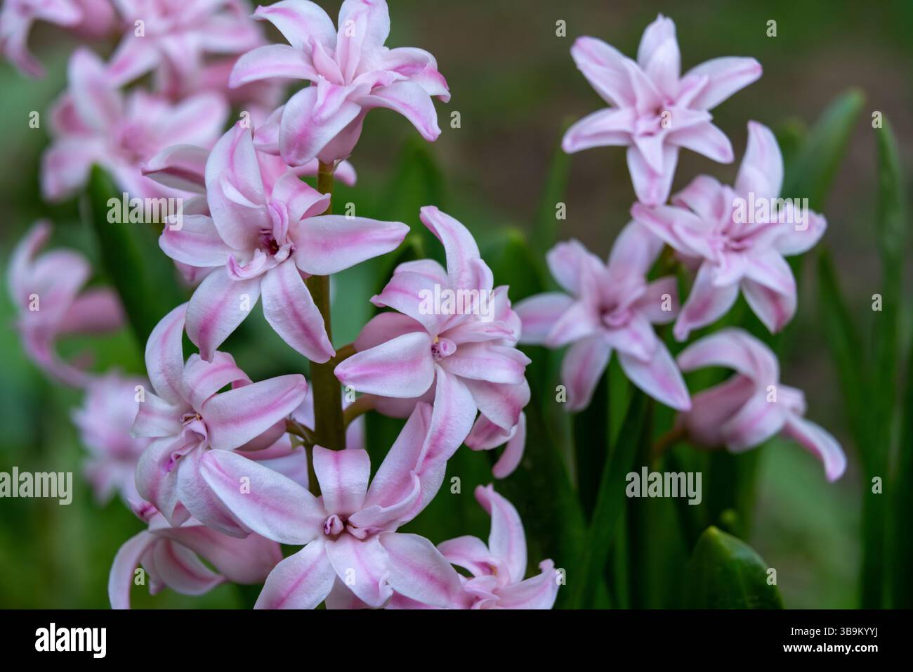 I fiori di Giacinto rosa fioriscono abbondantemente in un giardino vibrante in primavera. I delicati petali e le lussureggianti foglie verdi creano una vivace esposizione di natu Foto Stock
