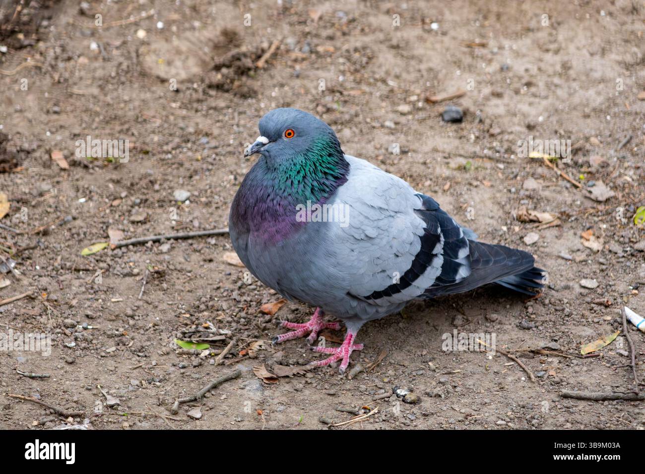 Si vede un piccione che si allena sul terreno in un parco cittadino, circondato da piccole pietre e foglie cadute. L'uccello mostra un piumaggio vibrante con sfumature di Foto Stock